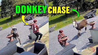 Startled Woman Chased by Loud Braying Donkey