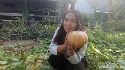 Panen labu, dan diolah menjadi bubur candil atau biji salak - Durasi: 3.52. 