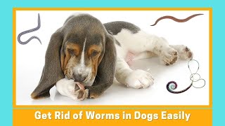 Best Dewormer for Dogs To Treat And Prevent Parasites - Vet-Approved
