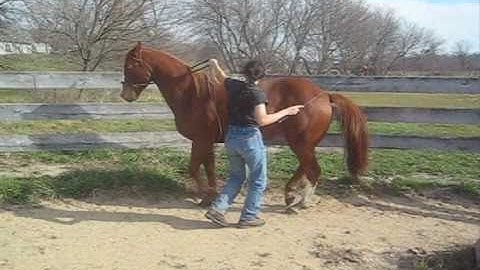 Flying lead change and Piaffe in Hand