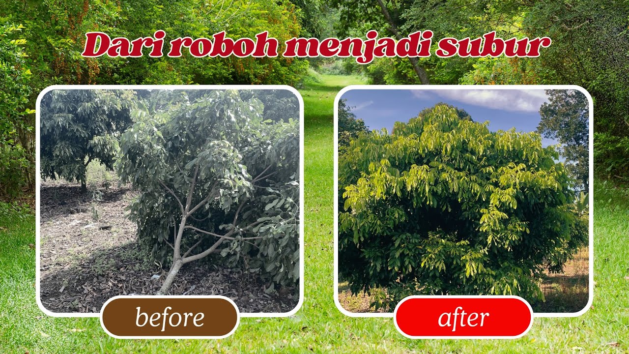 Cara membentuk percabangan kelengkeng agar rimbun