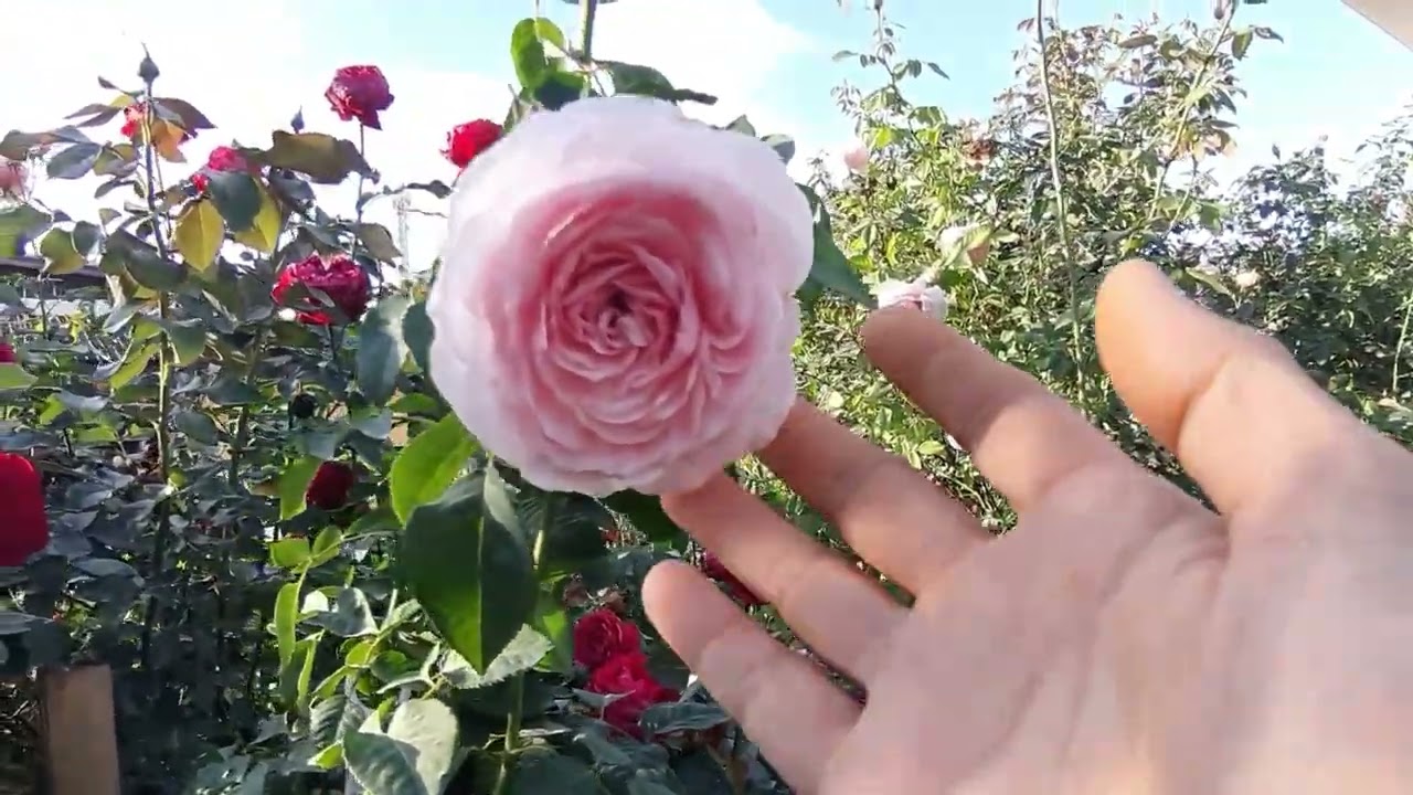 พาชมสวนกุหลาบข้างบ้าน 489 เดินงงในดงกุกันค่ะ