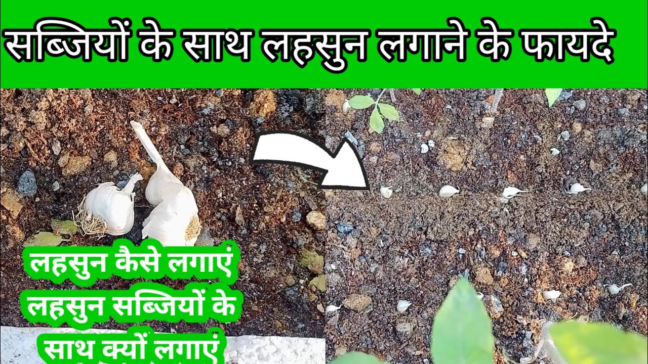 sabjiyon ke sath lahsun lagane ke fayde how to grow garlic with