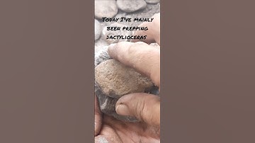 perinosorus Subarmatum #fossilfinds #fossilhunter #fossilprep #fossil #ammonite #whitby #fossilflip