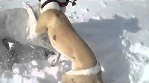 Greyhound and whippet have crazy fun in the snow part 2
