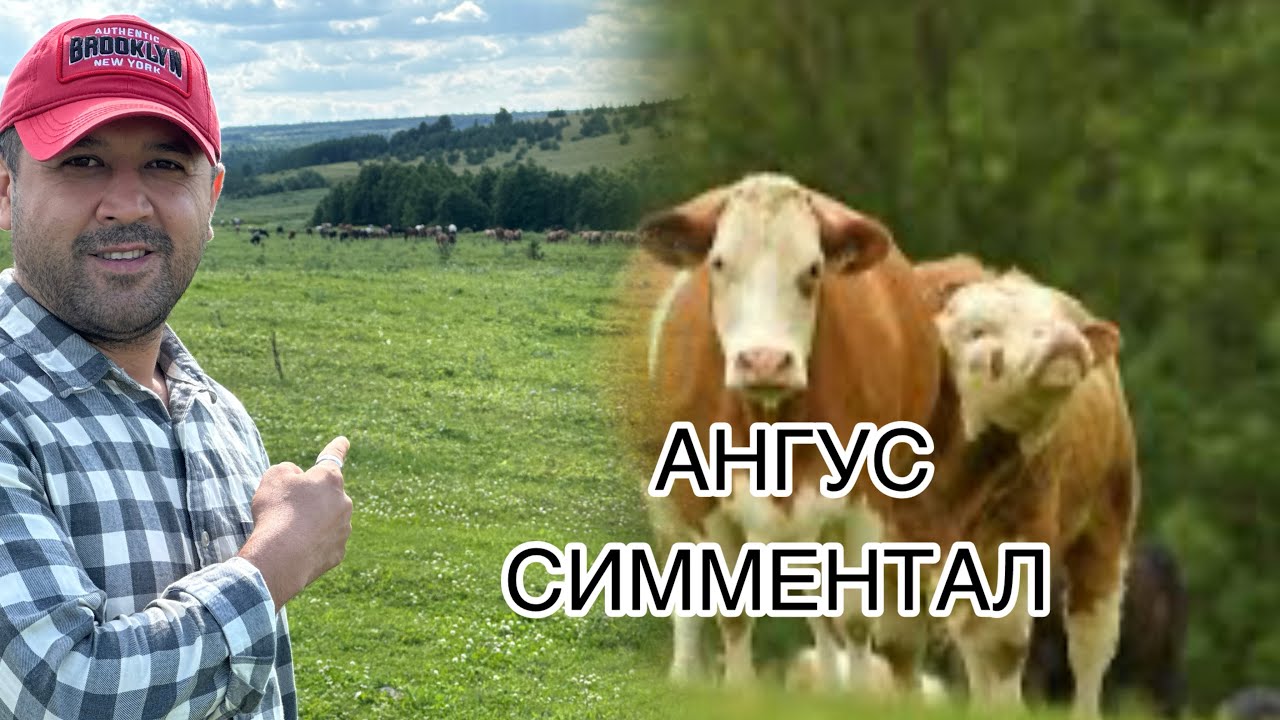 АНГУС, СИММЕНТАЛ 270~300 РУБЛЬ ЖИВОЙ ВЕС        #ангус#симментал#