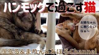 【サビ♀シャム♀茶トラ♂】ほぼハンモックで過ごす猫たち by UruMariApo Channel 66 views 2 years ago 6 minutes