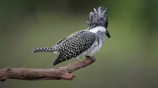 Crested Kingfisher of Northern Thailand
