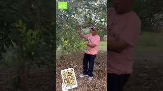 Arbol de pistache
