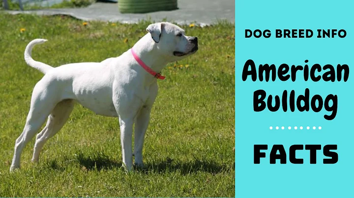 American Bulldog dog breed. All breed characteristics and facts about American Bulldog