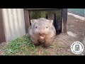 Wombats in the drought   don't touch my grass