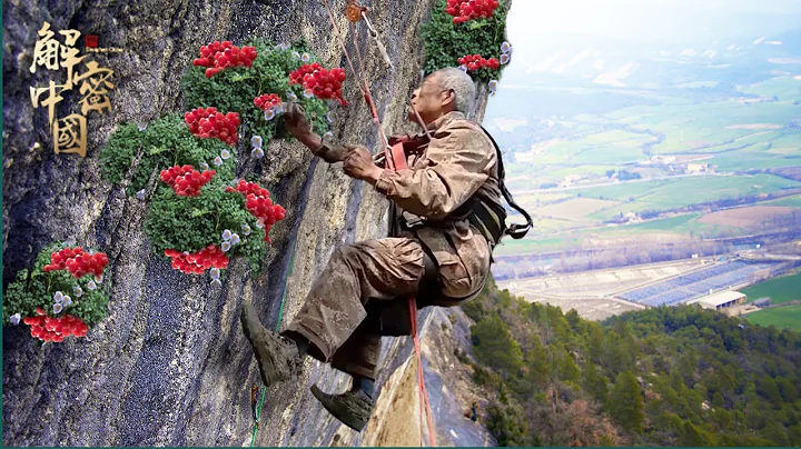 一顆就可以賣3700萬！瀾滄江的陡崖上，67歲老採藥人徒手攀爬，只為採摘它【秘境探秘】 - 天天要聞