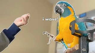 How to train a bird to wave to you! (Step By Step Tutorial) by BirdTricks 4,904 views 5 days ago 11 minutes, 55 seconds