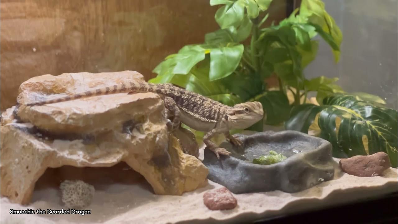 Bearded Dragon Takes a Bath and Has Okra for Breakfast for the First