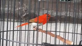 Sepah raja ekor merah