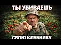 Не делайте это с клубникой — останетесь без урожая на 4 года #дача #сад #урожай #клубника #подкормка