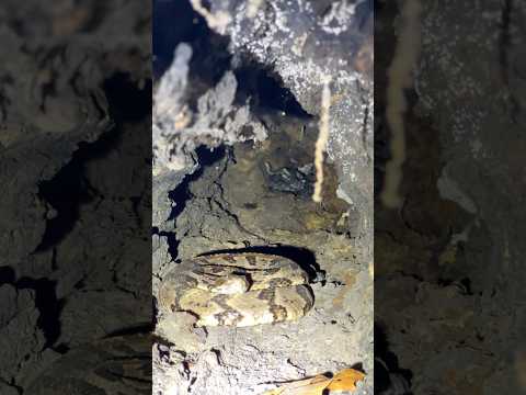 Hollow Log Full of Rattlesnakes!