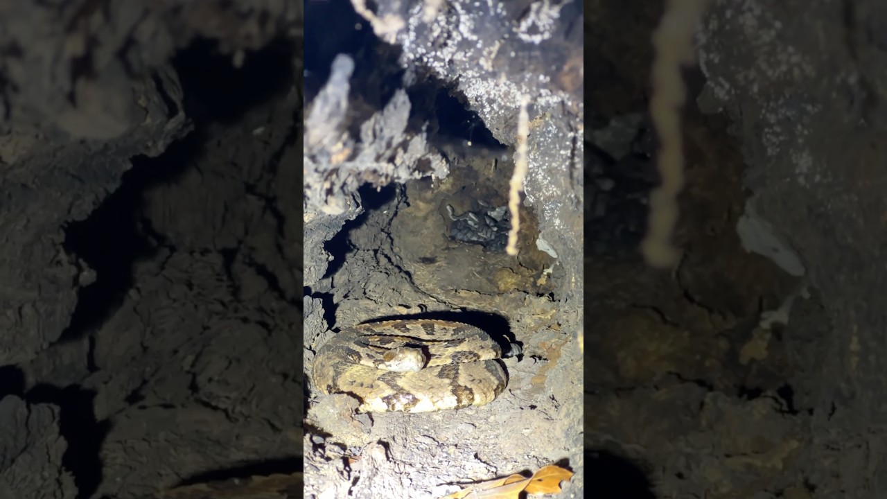 Hollow Log Full of Rattlesnakes!