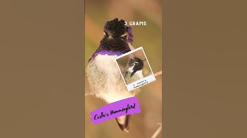 The smallest + lightest birds on the planet Earth #shorts