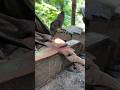 🔥Traditional Blacksmith Work | Hand Forging Iron with Fire & Hammer 🔨#shorts