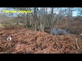 Gundog training training springers for the championships