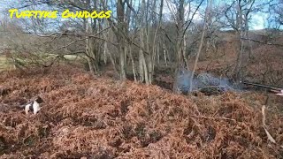 Gundog Training, Training Springers For The Championships.