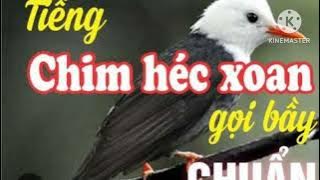 tiếng chim héc xoan gọi bầy