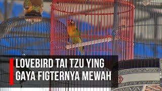 LOVEBIRD TAI TZU YING GAYA FIGHTERNYA MEWAH