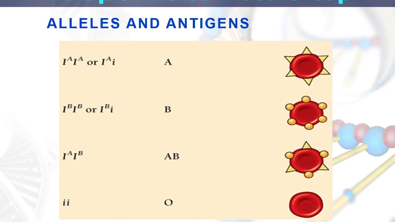 Our 'alleles and genes' video also points out 1. Amoeba sisters v...