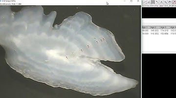Back Calculate Otoliths with ImageJ - OLD VERSION