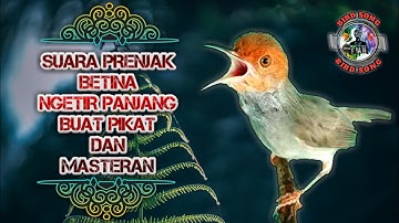 Suara prenjak betina gacor ngetir panjang buat pikat dan masteran