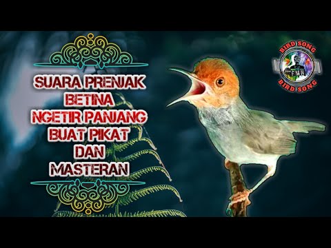 PRENJAK BETINA [ MASTERAN PRENJAK BETINA Ngetir Panjang Istimewa Suara jernih menggoda Jantan ]