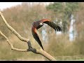 Hunting with the harris hawk  season 20182019