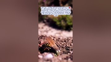 ترتيل من سورة الواقعة بصوت /الشيخ  عبدالتواب(ابو انس)