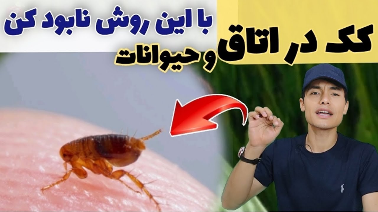 کک ها را در اتاق خواب‌ و بدن حیوانات خانگی با این روش برای همیشه نابود کردم