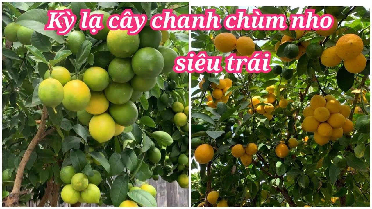 Kỳ lạ cây chanh chùm nho siêu trái trồng tại Melbourne Australia | Lemon tree loaded with fruits🍋🍋