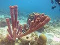 Scuba Diving in Curaçao - Mergulho em Curaçao, 2018 - Canon S100