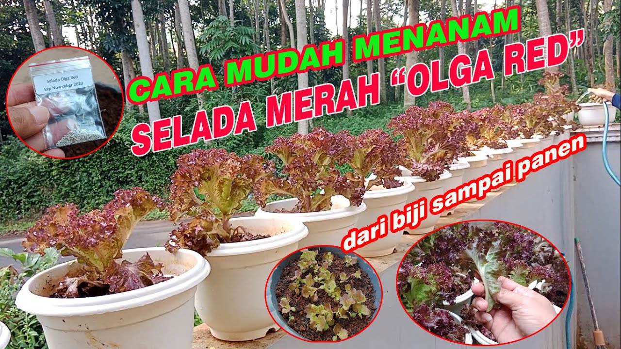 CARA MUDAH MENANAM SELADA MERAH OLGA RED DI POT DARI BIJI SAMPAI PANEN