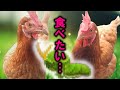 鶏小屋に勝手に住みついた子の観察日記（初日編）【ニワトリ飼育】#101