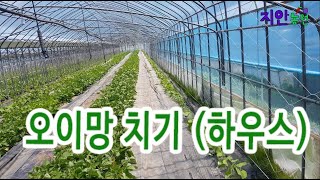 하우스 오이망 설치 방법  ( 엉키지 않게 오이망 치는 방법 )