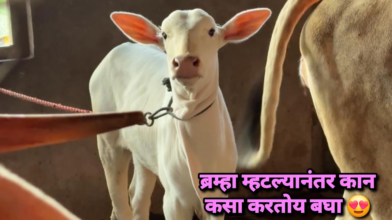ब्रम्हा म्हटल्यानंतर कान कसा करतोय बघा 😍 | Bailgada Sharyat |