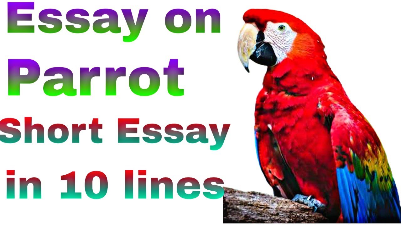 write a short essay on parrot