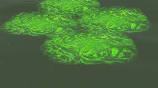 Command & Conquer: Twisted Insurrection Tiberium Algae Test