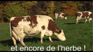 L'alimentation des vaches laitières - Centre d'élevage de Poisy