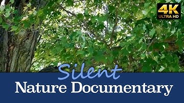 Maple Tree Leaves, Blowing in the Wind at Gould Lake Conservation Area