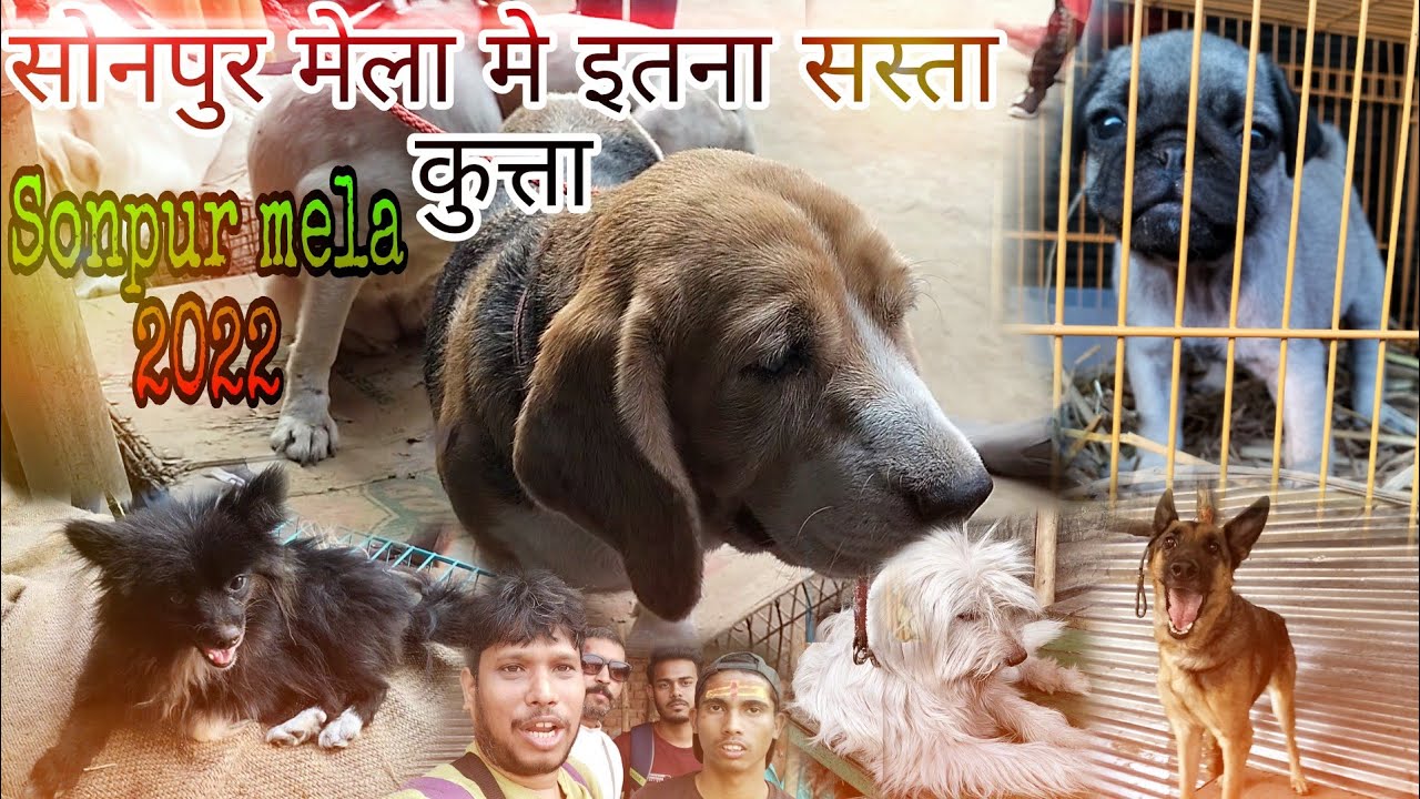 Sonepur Mela Dog Market 2022 ||कुत्ता बाजार सोनपुर मेला 🐕🐕 || Sonpur Mela 2022 || 