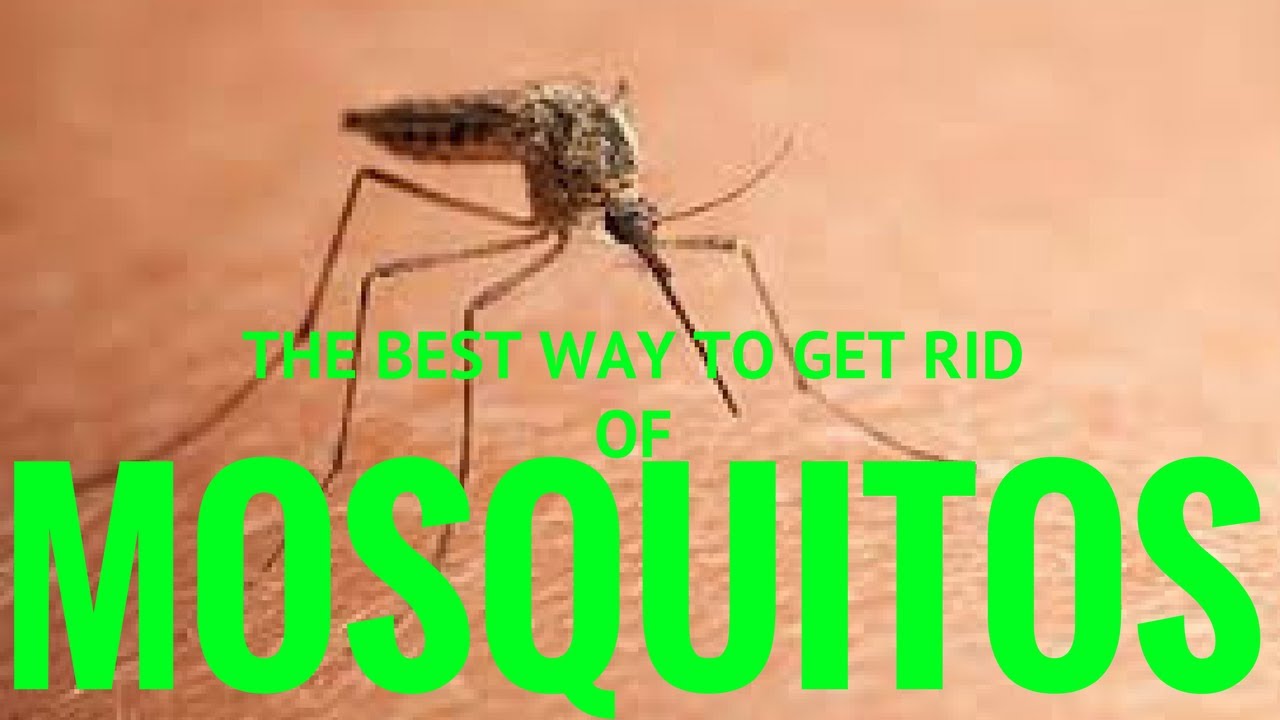 BEST WAY TO GET RID OF MOSQUITOES IN CHARLESTON SOUTH CAROLINA