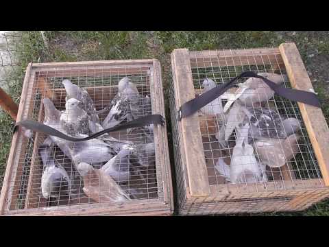 Как заставить ленивых голубей летать