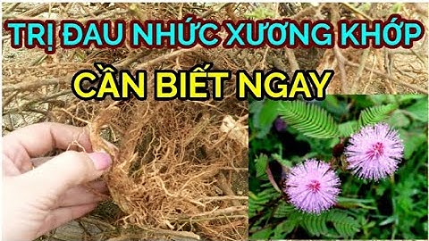 Thời điểm vàng CÂY XẤU HỔ ( Mắc Cỡ) TRỊ ĐAU XƯƠNG KHỚP chứa nhiều dược tính trị bệnh ít người biết
