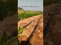 क्या डाले नया प्लांटेशन में #anar #farming #fertilizer #shorts #viral #farming #farmers